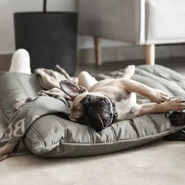 Hundebett