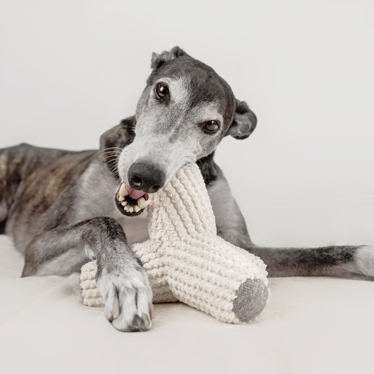 Hundespielzeug mit Quitschie & Knittern | Breuer
