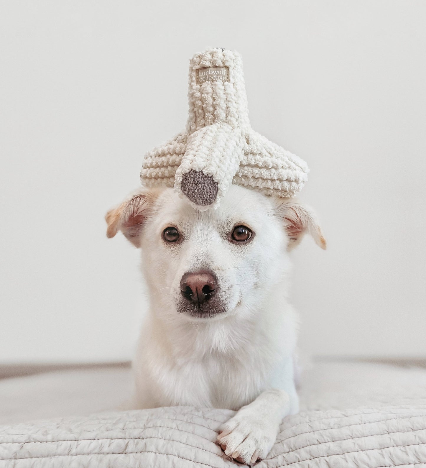 Hundespielzeug mit Quitschie & Knittern | Breuer