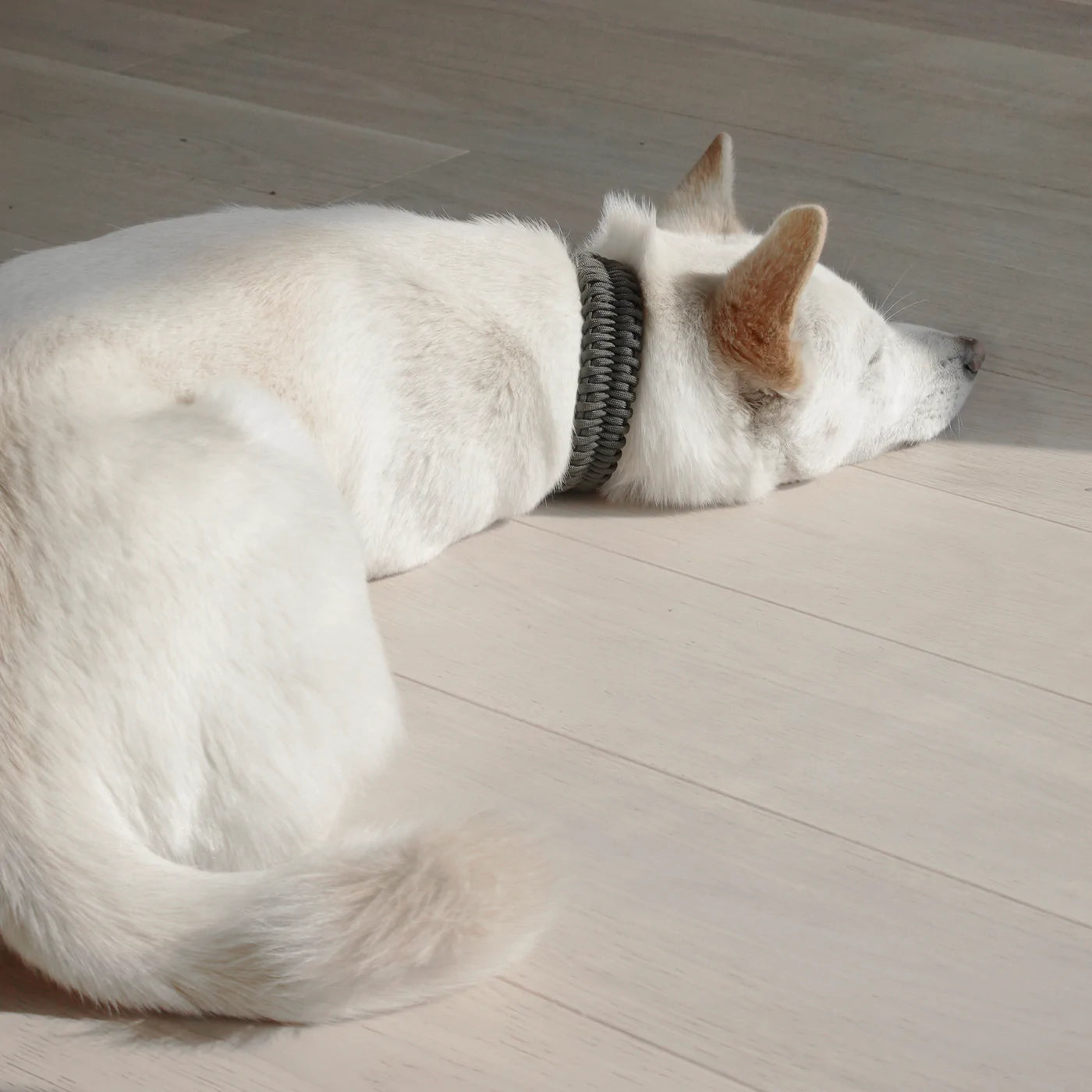 Halsband | Fossil Original