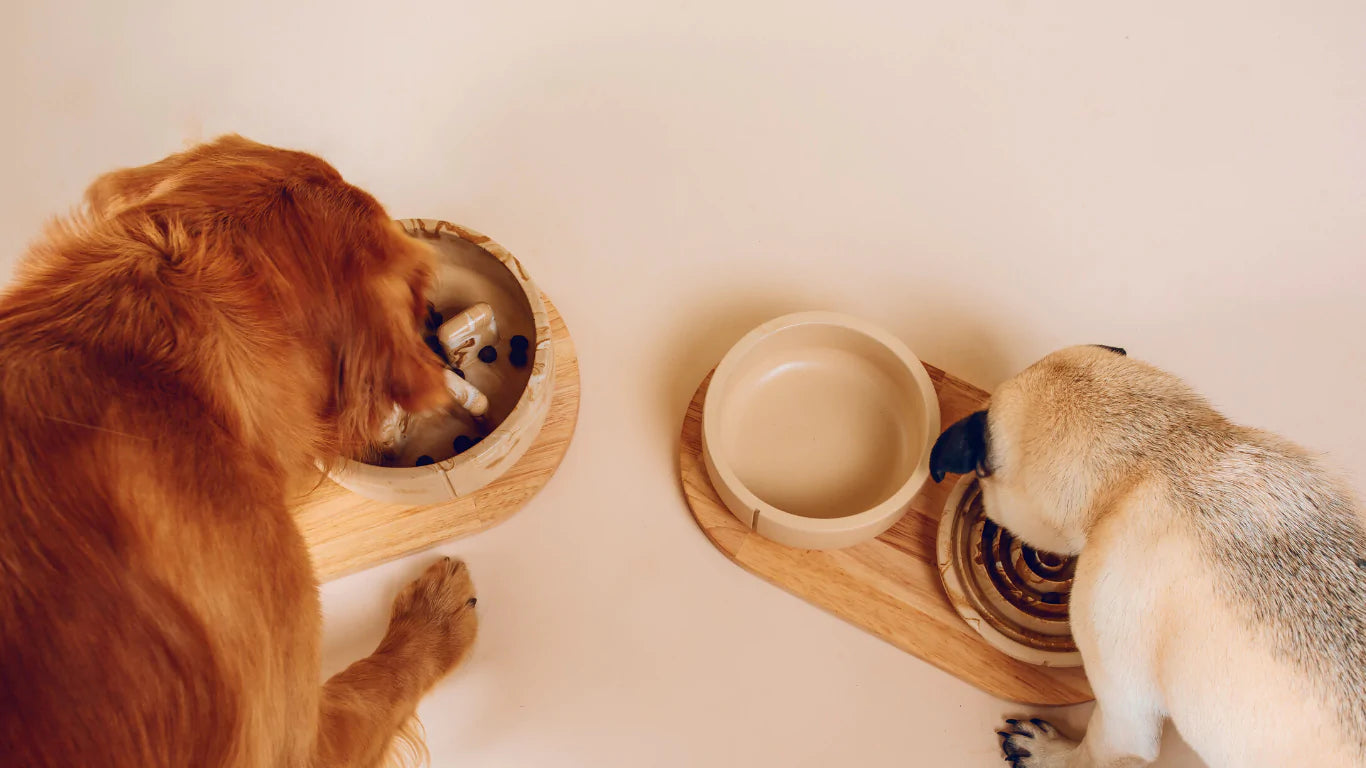 Futter- & Wassernapf | Set